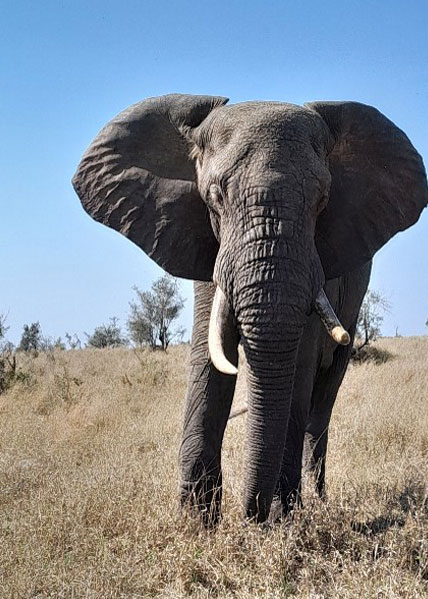 Kruger National Park Day Tour (Open Safari Vehicle)