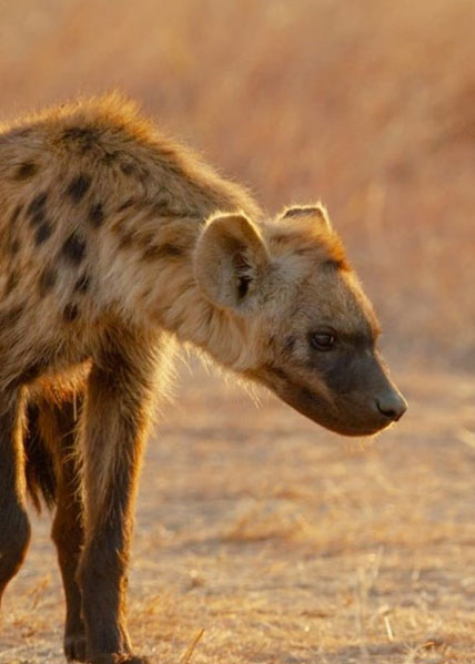 Kruger National Park (Half Day)